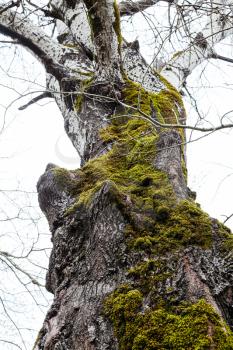 bare trunk of old poplar tree covered by green moss in spring