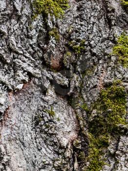 natural background - cracked bark of old poplar tree and green moss