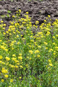 yellow flowers of canola plant in spring