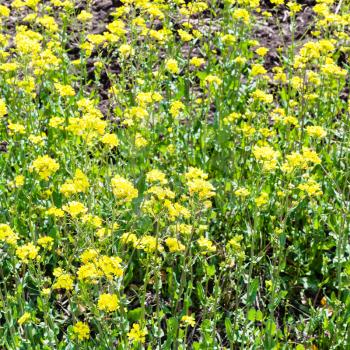 yellow blooms of rapeseed plant in spring
