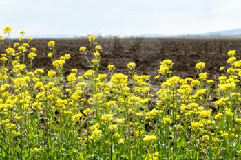 yellow blooms of rapeseed and ploughed field in spring