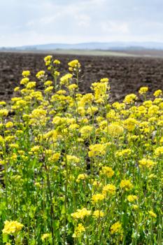 yellow blooms of canola and arable field in spring