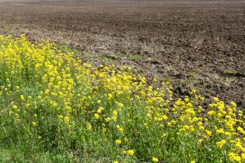 arable land and yellow blooms of rapeseed in spring