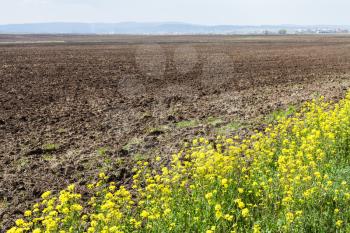 plowed field and yellow flowers of rapeseed in spring