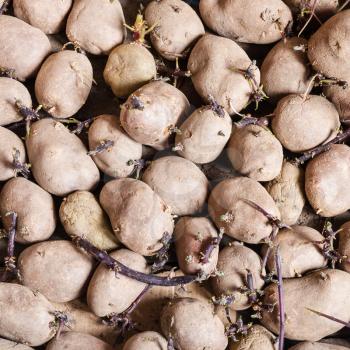 natural food background - many organic seed potatoes