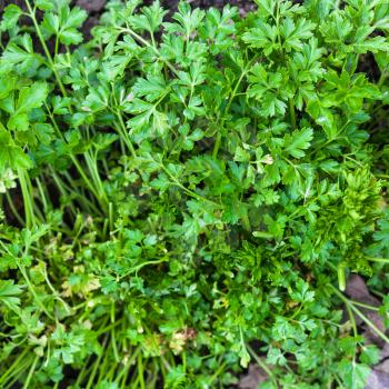 natural background - green aromatic leaves of fresh parsley at vegetable garden