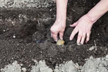 planting vegetables in garden - farmer plants seed potato in hole in vegetable garden