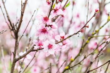 pink peach flowers on peach tree twigs in cold spring day