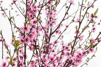 peach tree with pink blossoms in cold spring day