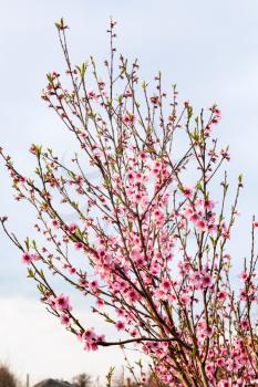 flowering peach tree with gray sky background in spring evening