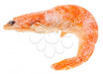 one frozen cooked shrimp close up isolated on white background
