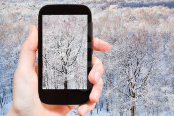 season concept - tourist photographs bare oak tree in frozen forest in winter day on smartphone