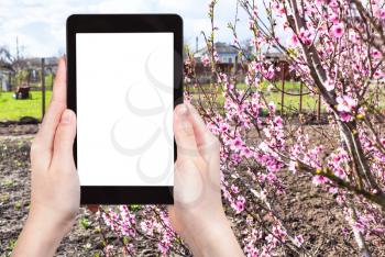 season concept - farmer photographs country garden with flowering peach tree on tablet pc with cut out screen with blank place for advertising
