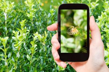 gardening concept - farmer photographs spider on spiderweb between boxtree leaves on smartphone