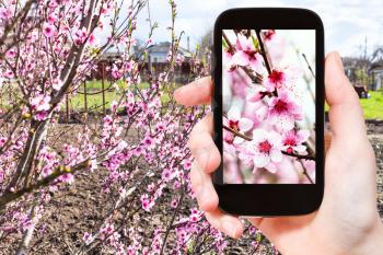 gardening concept - farmer photographs pink peach flowers on peach tree in spring day in spring season on smartphone