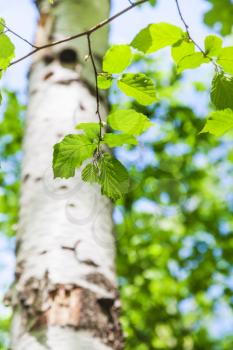 natural background - green leaves of birch tree close up in sunny forest