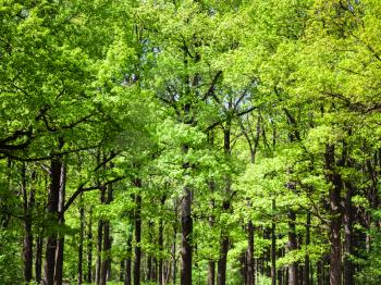 natural background - oak trees in green forest