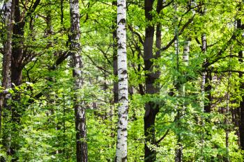 natural background - birch, alder, aspen, larch trees in green forest