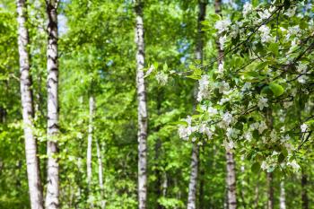natural background - cherry tree twigs with white flowers and defocused birch trees on background in green spring forest