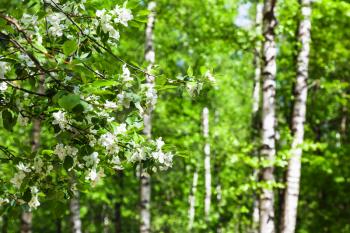natural background - white blossoms of cherry tree and defocused birch trees on background in green spring forest