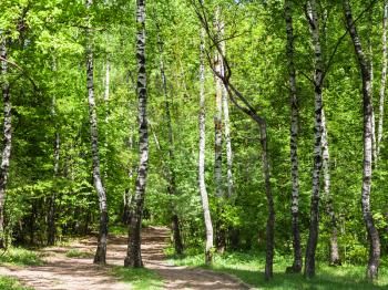 natural background - pathway in green birch forest in sunny day