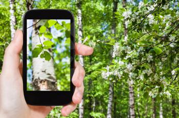season concept - naturalist photographs young green leaves of birch trees in green spring forest on smartphone