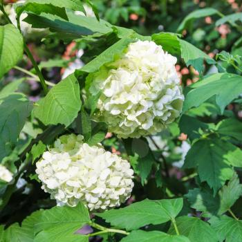 white hydrangea flowers in sunny may day