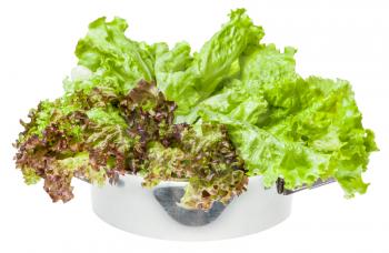 raw green leaves of Lollo rosso and Leaf lettuce in steel pan isolated on white background