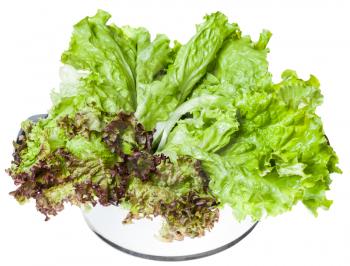 fresh green leaves of Lollo rosso and Leaf lettuce in steel pan isolated on white background