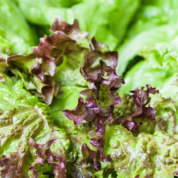 food background - fresh green leaves of Lollo rosso lettuce close up