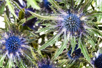 natural background from blue Thistle (eryngium) blossoms