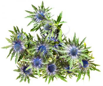 top view of fresh blue Thistle blossoms (eryngium) isolated on white background