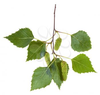 branch of birch tree (Betula pendula, silver birch ,warty birch, European white birch) with green leaves and catkins isolated on white background