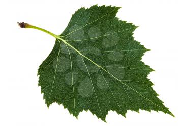 green leaf of birch tree (Betula pendula, silver birch ,warty birch, European white birch) isolated on white background