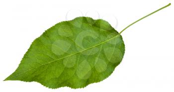 green leaf of Sambucus racemosa ( elderberry , red elderberry, Red-berried Elder) isolated on white background