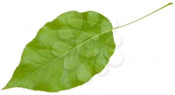 back side of green leaf of Sambucus racemosa ( elderberry , red elderberry, Red-berried Elder) isolated on white background