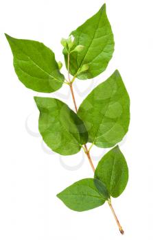 twig of Honeysuckle Shrub with green leaves and buds isolated on white background
