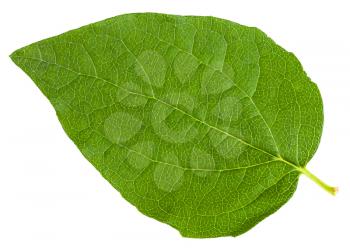 green leaf of Honeysuckle Shrub isolated on white background