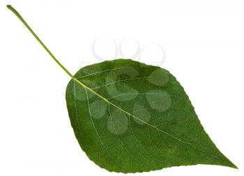 green leaf of black poplar (populus nigra) isolated on white background