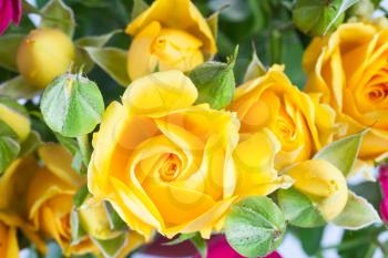 yellow rose spray flower with rosebuds close up in bouquet