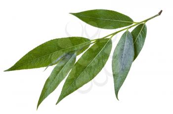 twig with green leaves of willow (Salix acutifolia, sharp-leaf willow) isolated on white background