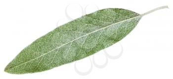 silver leaf of Elaeagnus angustifolia ( silverberry, oleaster, elaeagnus) isolated on white background