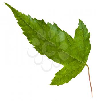 back side of green leaf of Acer tataricum (Tatar Maple, Tatarian Maple, Acer tataricum subsp ginnala ) maple tree isolated on white background