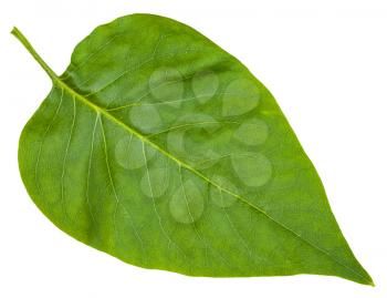 green leaf of Syringa vulgaris (lilac, common lilac) isolated on white background