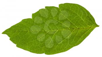 green leaf of Acer negundo (maple ash) tree isolated on white background