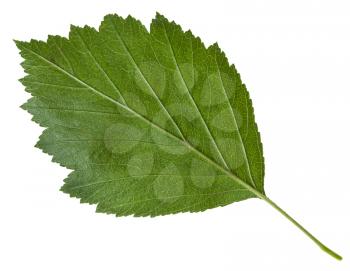 back side of green leaf of Crataegus mollis (Downy Hawthorn , Red Hawthorn) shrub isolated on white background