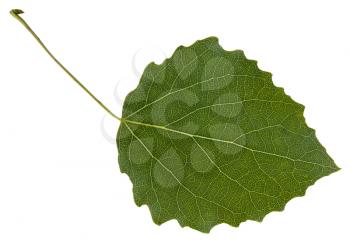 green leaf of aspen (Populus tremula) tree isolated on white background