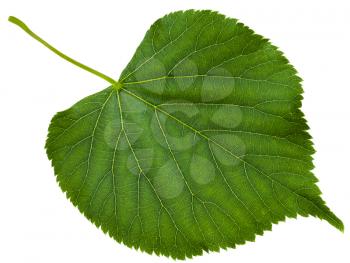 green leaf of Tilia platyphyllos tree ( largeleaf linden, , large-leaved lime) isolated on white background