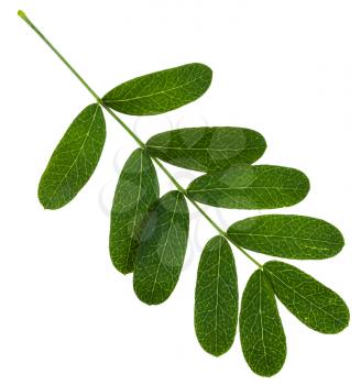 twig with green leaves of Caragana arborescens (yellow acacia, siberian peashrub) tree isolated on white background