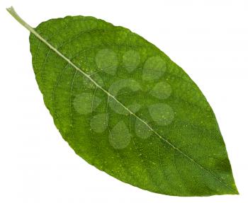 green leaf of Salix caprea (goat willow, pussy willow, great sallow) isolated on white background